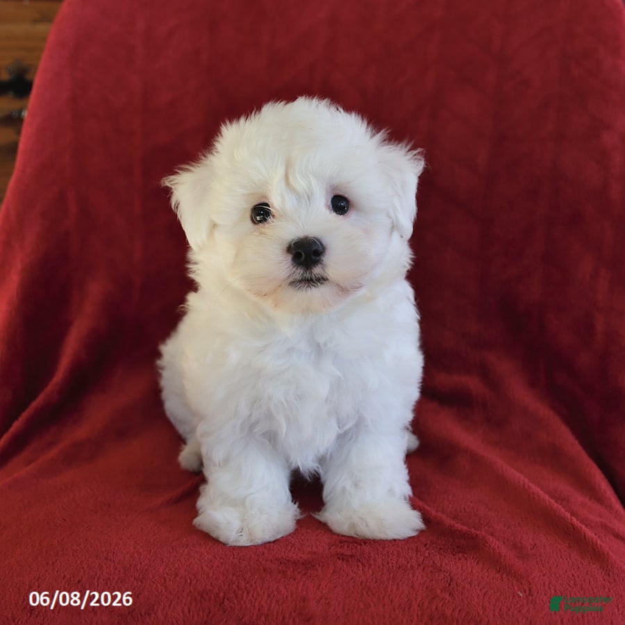 Maltese dogs Lamar - Ad 2
