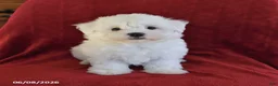 Maltese dogs for sale: Lamar - Ad 2
