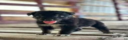 Australian Shepherd dogs for sale: Dakotah - Ad 10