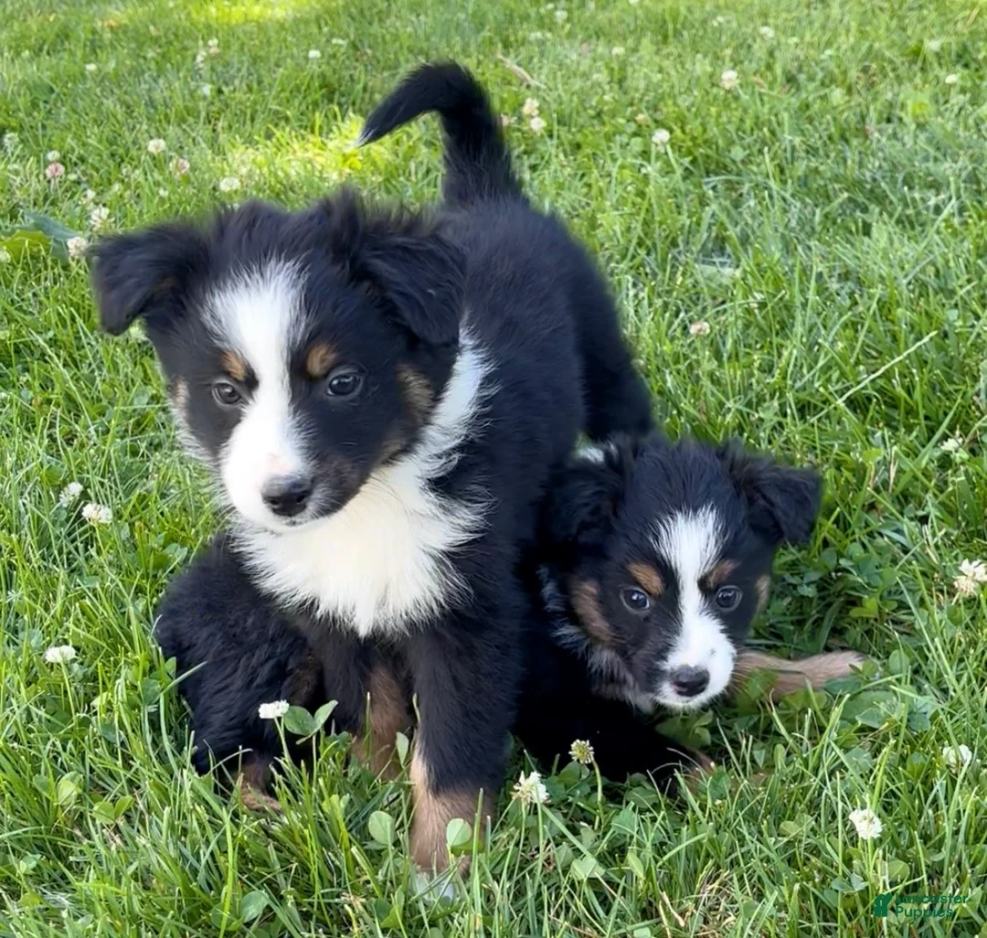 Australian Shepherd dogs for sale: Lola - Ad 2