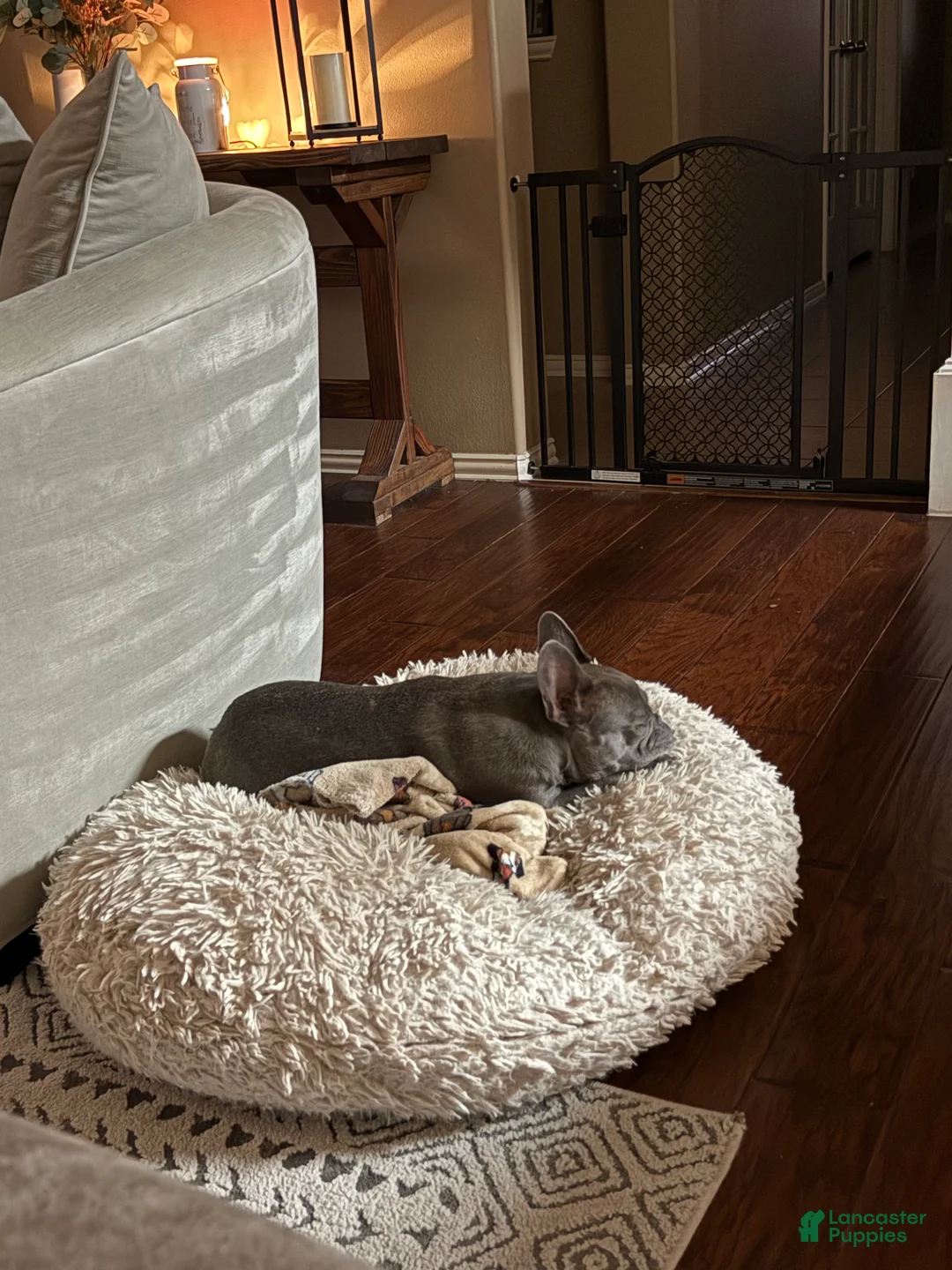 French Bulldog dogs for sale: French Bulldog Puppy 1 - Ad 1