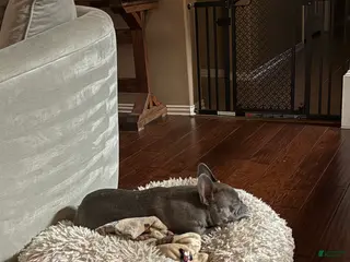 French Bulldog dogs French Bulldog Puppy 1 - Ad 19