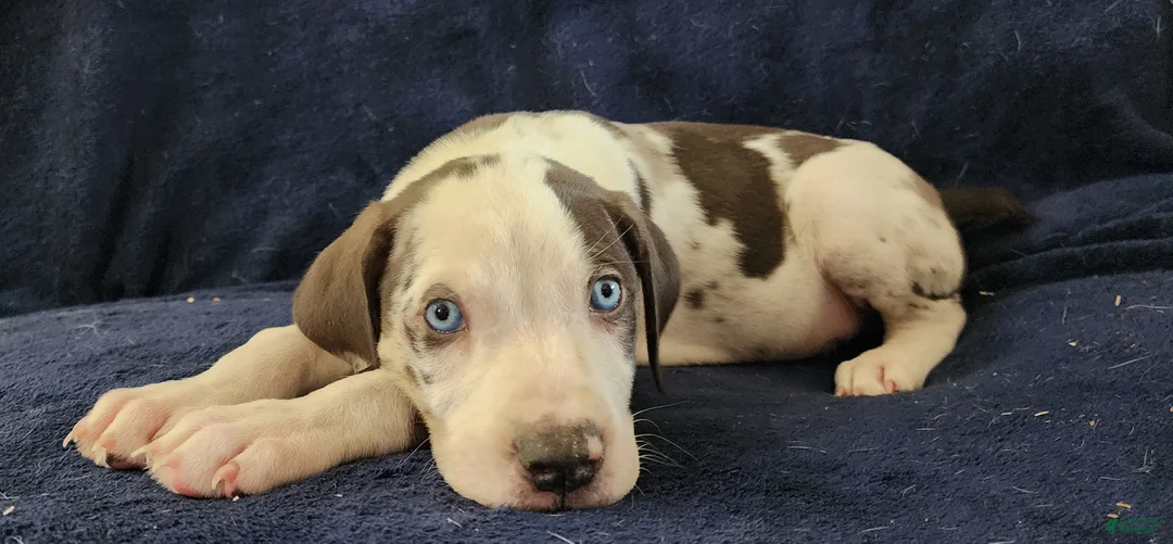 Catahoula Leopard Dog dogs for sale: Gabby F2025 M3 Catahoula puppy - Ad 9