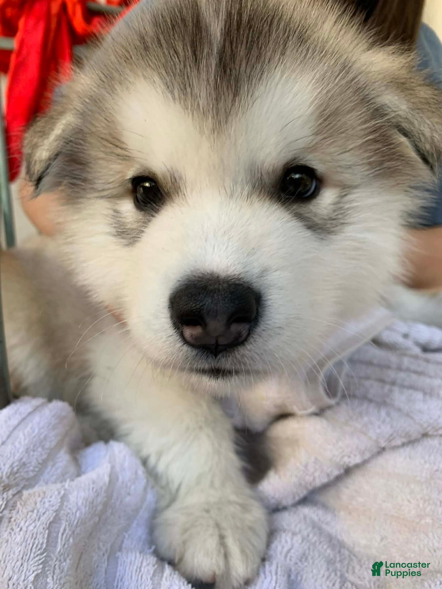 Alaskan Malamute dogs Elvis - Ad 5