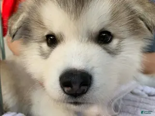 Alaskan Malamute dogs Elvis - Ad 5