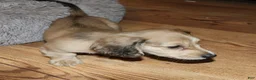 Miniature Dachshund dogs for sale: Whalen - Ad 8