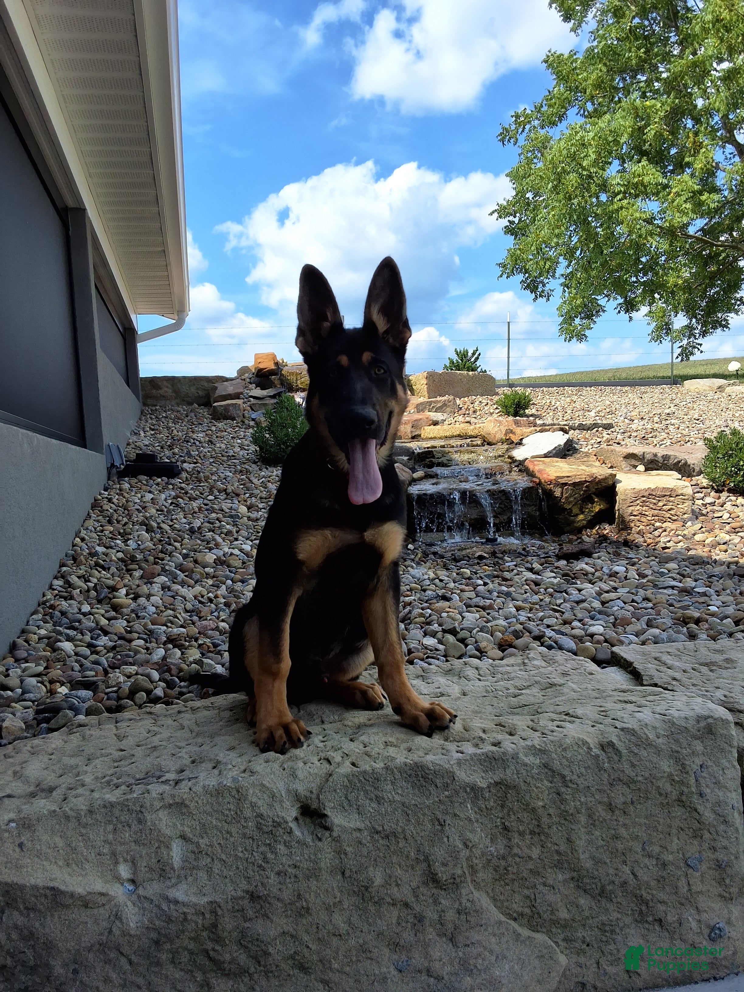 German Shepherd dogs Karl - Ad 2