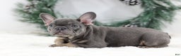 French Bulldog dogs for sale: Champ - Ad 7