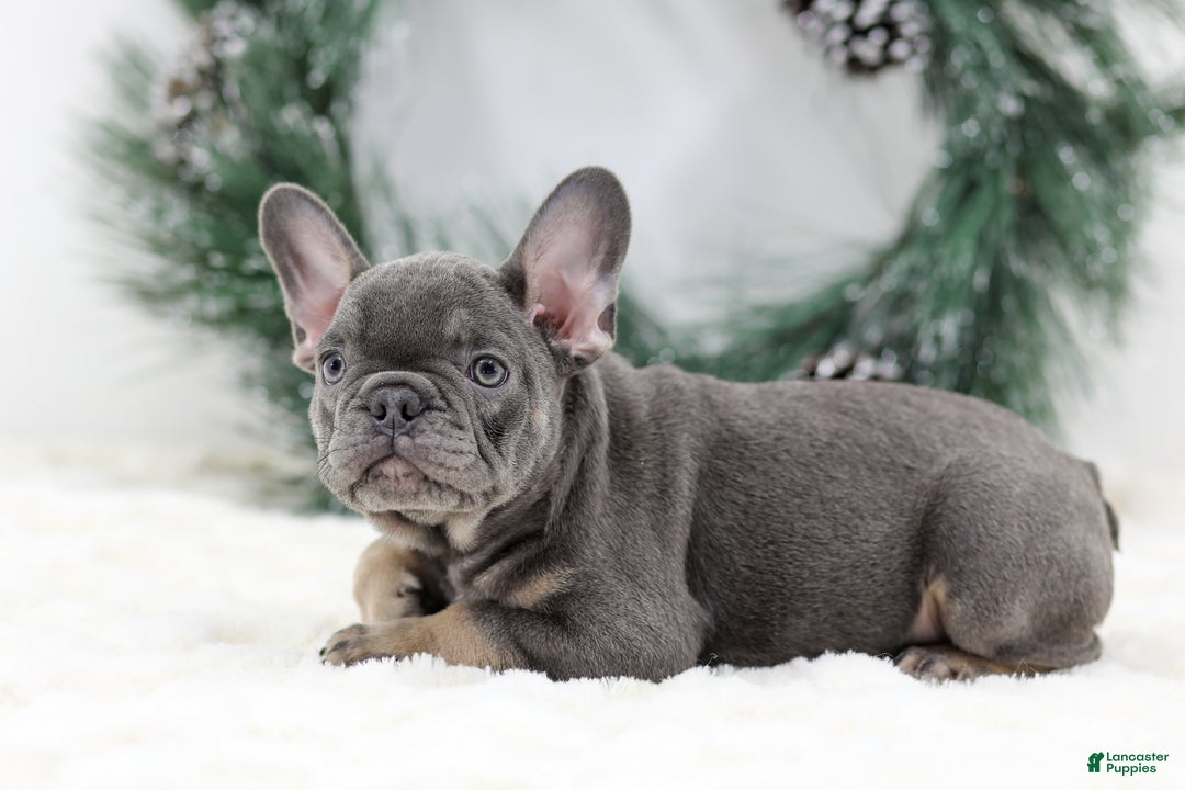 French Bulldog dogs for sale: Champ - Ad 7