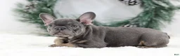 French Bulldog dogs for sale: Champ - Ad 7