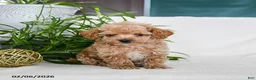 Maltipoo dogs for sale: Bolt - Ad 1