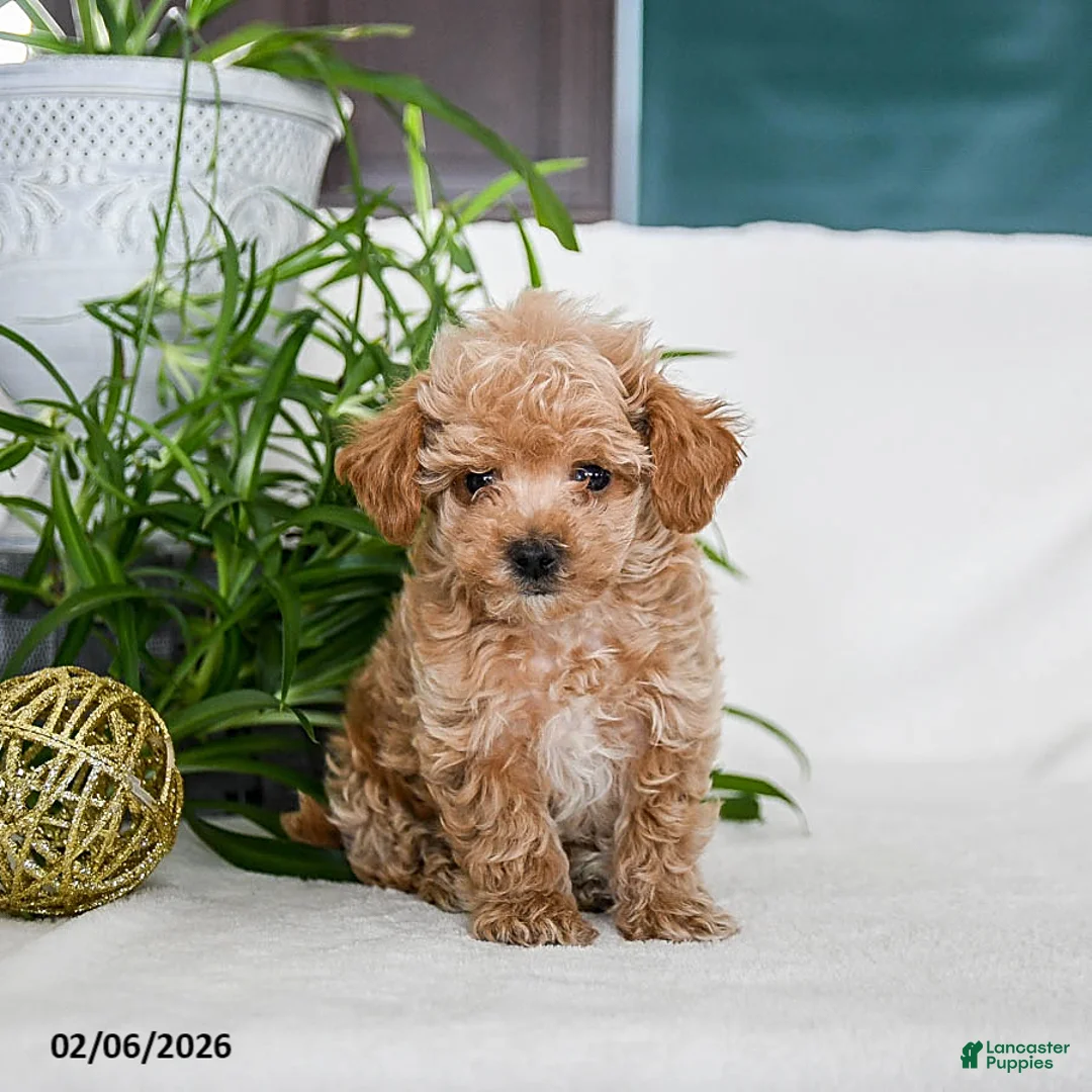 Maltipoo dogs for sale: Bolt - Ad 1