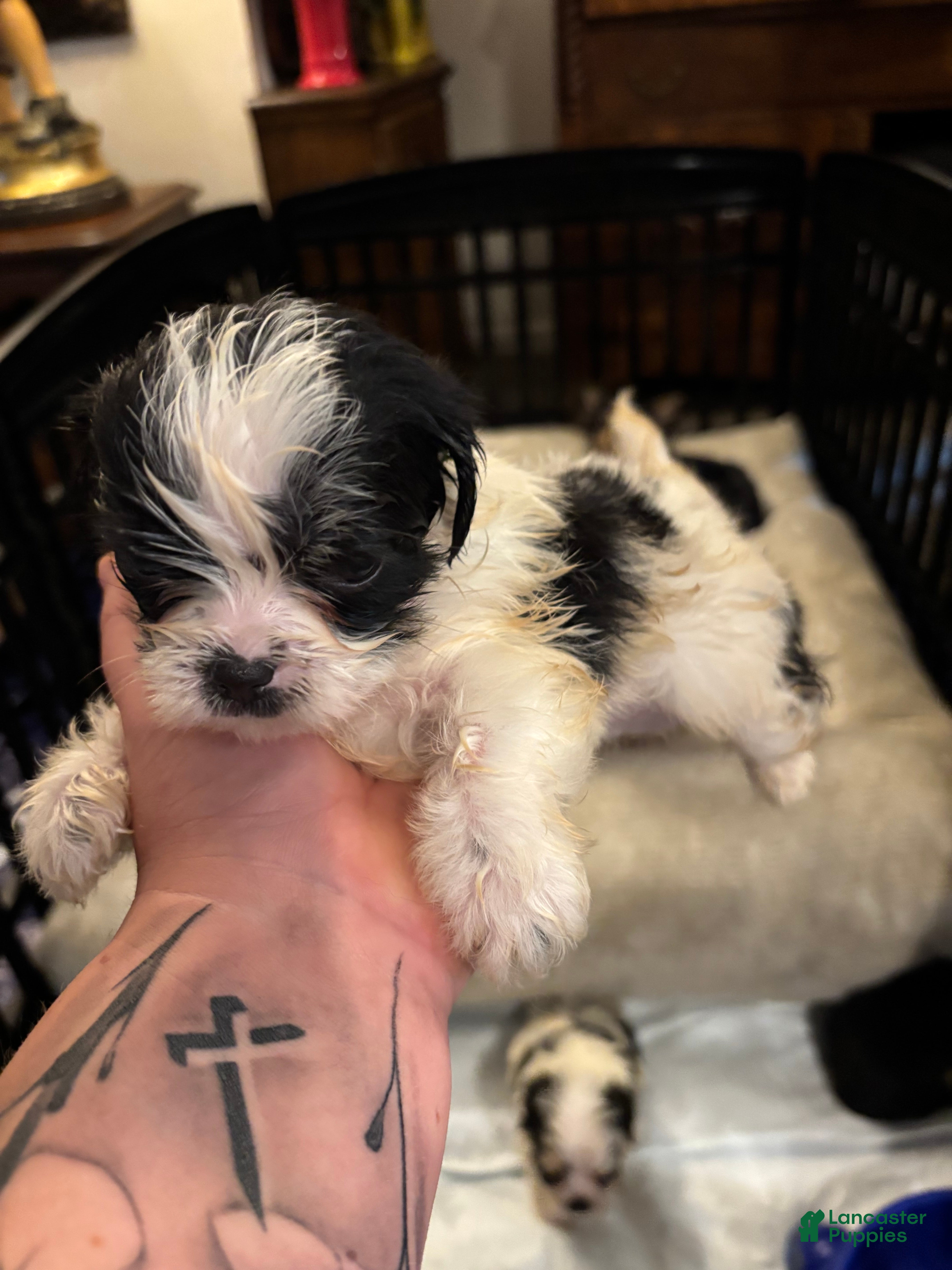 Shorkie dogs Shorkie Puppy 2 - Ad 28