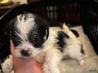 Shorkie dogs Shorkie Puppy 2 - Ad 31