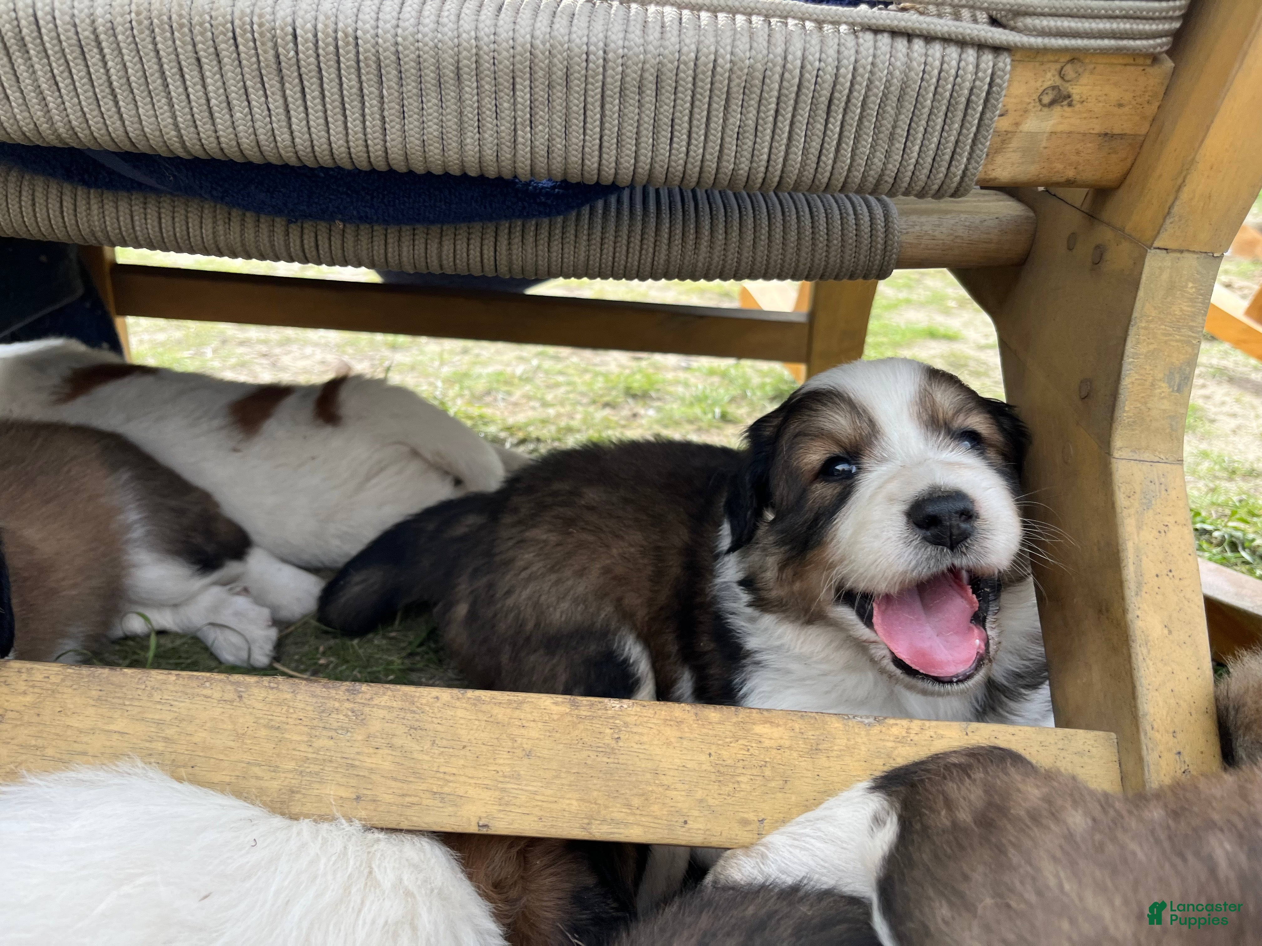 Mixed Breed dogs for sale: Freya - Ad 1