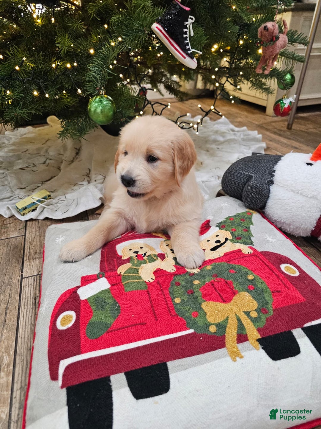 Golden Retriever dogs for sale: Golden Retriever Puppy 6 - Ad 11
