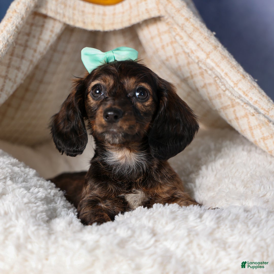 Miniature Dachshund dogs for sale: Cleo - Ad 20