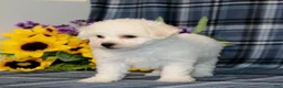Bichon Frise dogs for sale: Fritos - Ad 3