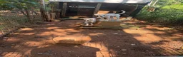 Jack Russell Terrier dogs for sale: Jack Russell Terrier 1 - Ad 2
