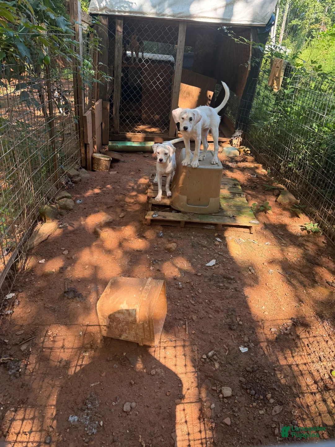 Jack Russell Terrier dogs for sale: Jack Russell Terrier 1 - Ad 2