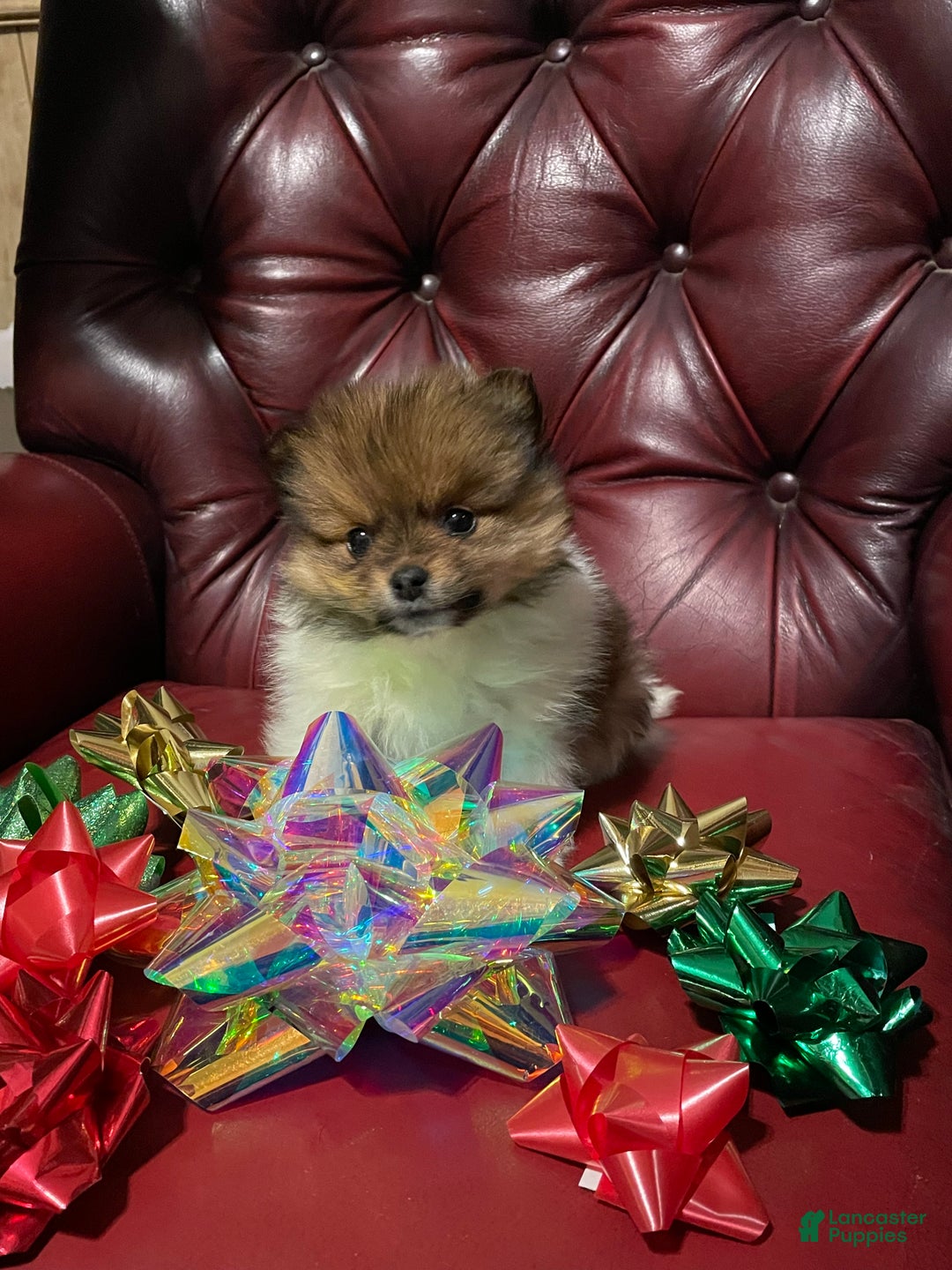 Pomeranian dogs for sale: Pomeranian Puppy 1 - Ad 1