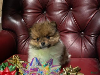 Pomeranian dogs Pomeranian Puppy 1 - Ad 21