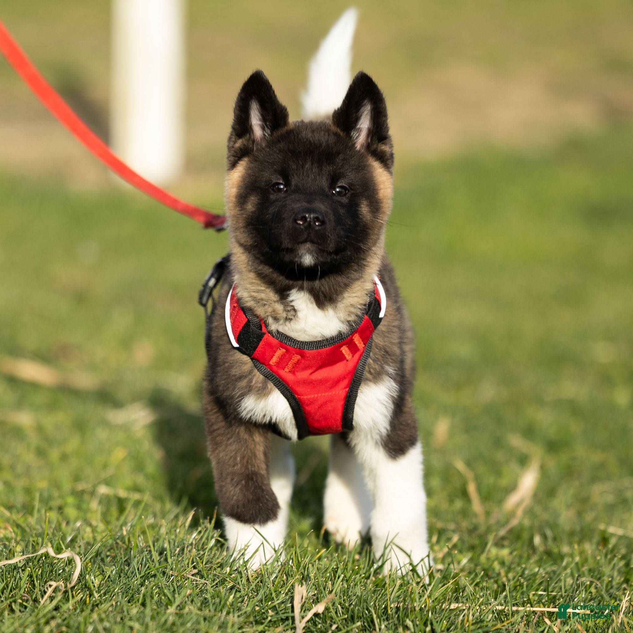 Akita dogs Tank - Ad 4