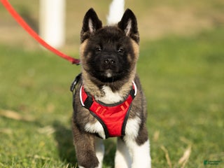 Akita dogs Tank - Ad 5