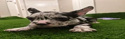 French Bulldog dogs for sale: French Bulldog 2 - Ad 3