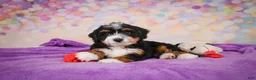 Mini Bernedoodle dogs for sale: Sandy - Ad 3
