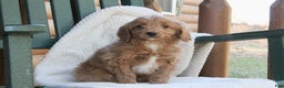 Mini Goldendoodle dogs for sale: Buddy - Ad 3