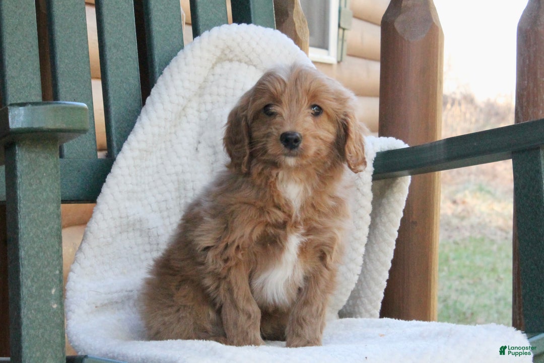 Mini Goldendoodle dogs for sale: Buddy - Ad 3