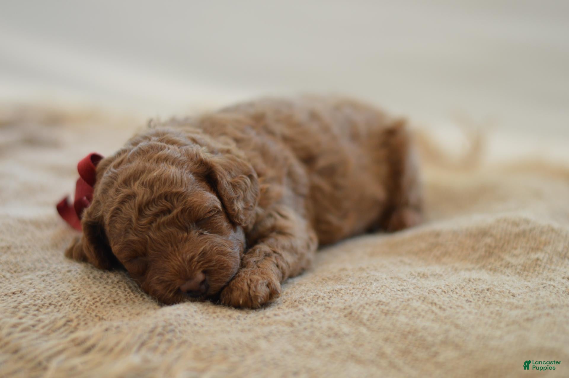 Miniature Poodle dogs Miny - Ad 2