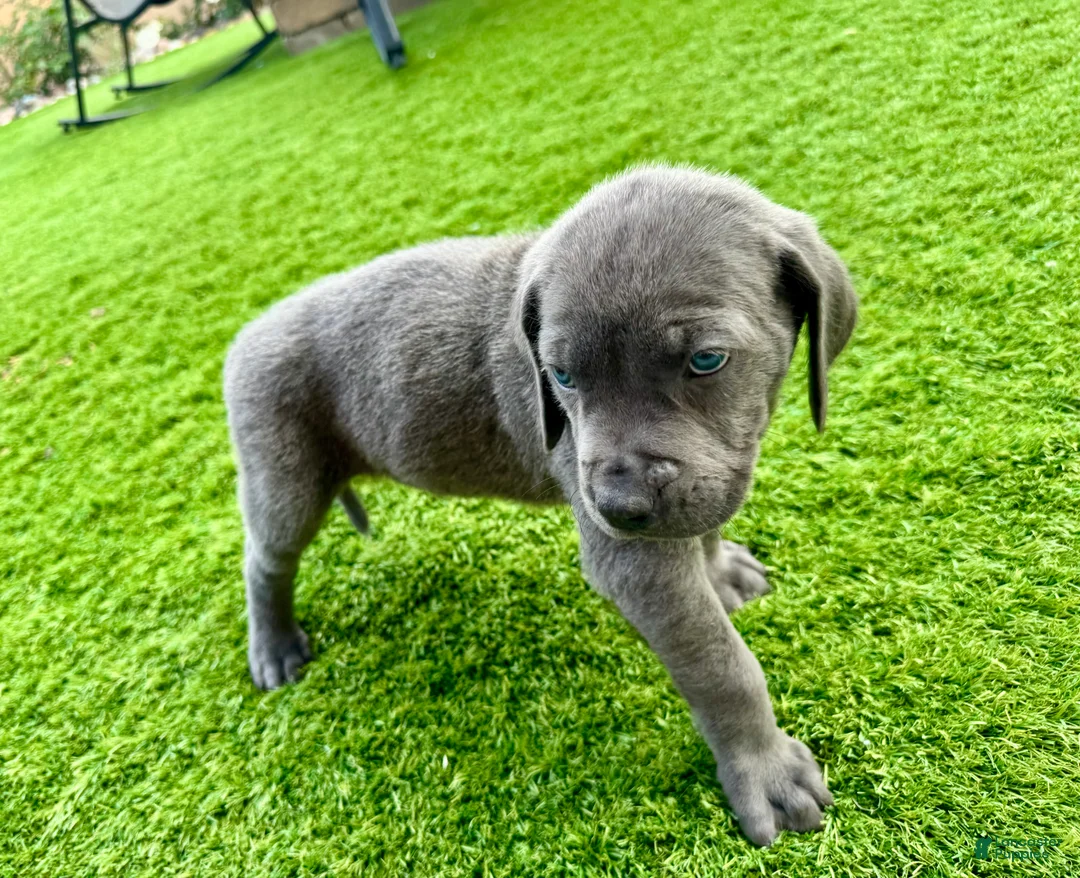Mixed Breed dogs for sale: Mixed Breed Puppy 10 (dark blue) - Ad 9