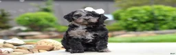 Cavapoo dogs for sale: Paris - Ad 5