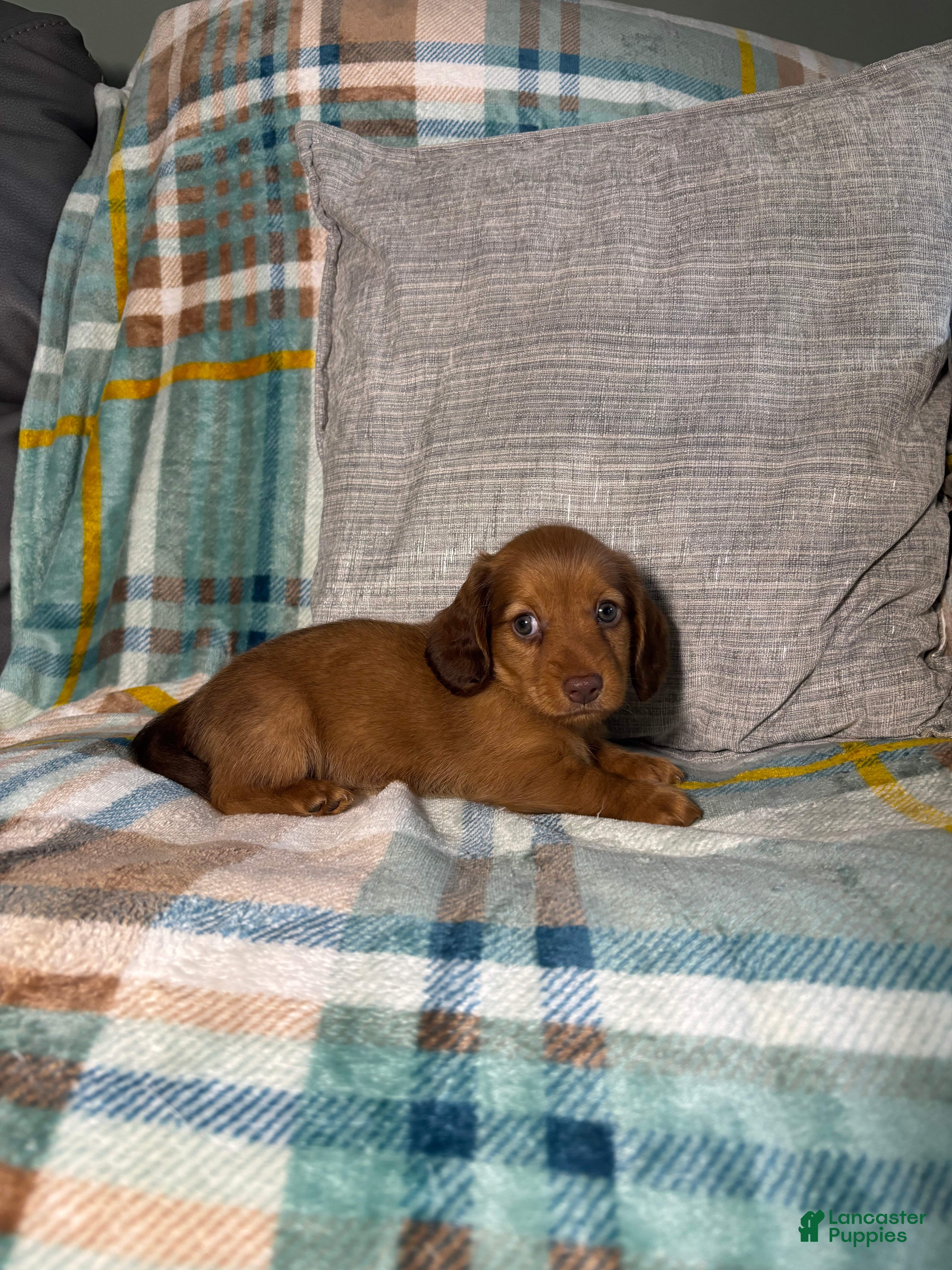 Miniature Dachshund dogs Miniature Dachshund 1 - Ad 1