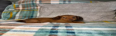 Miniature Dachshund 1