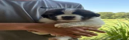 Saint Bernard dogs for sale: Akc Pink - Ad 1
