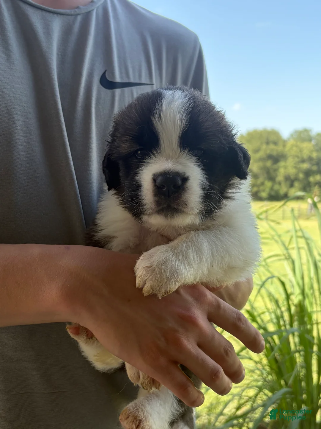 Saint Bernard dogs for sale: Akc Pink - Ad 1