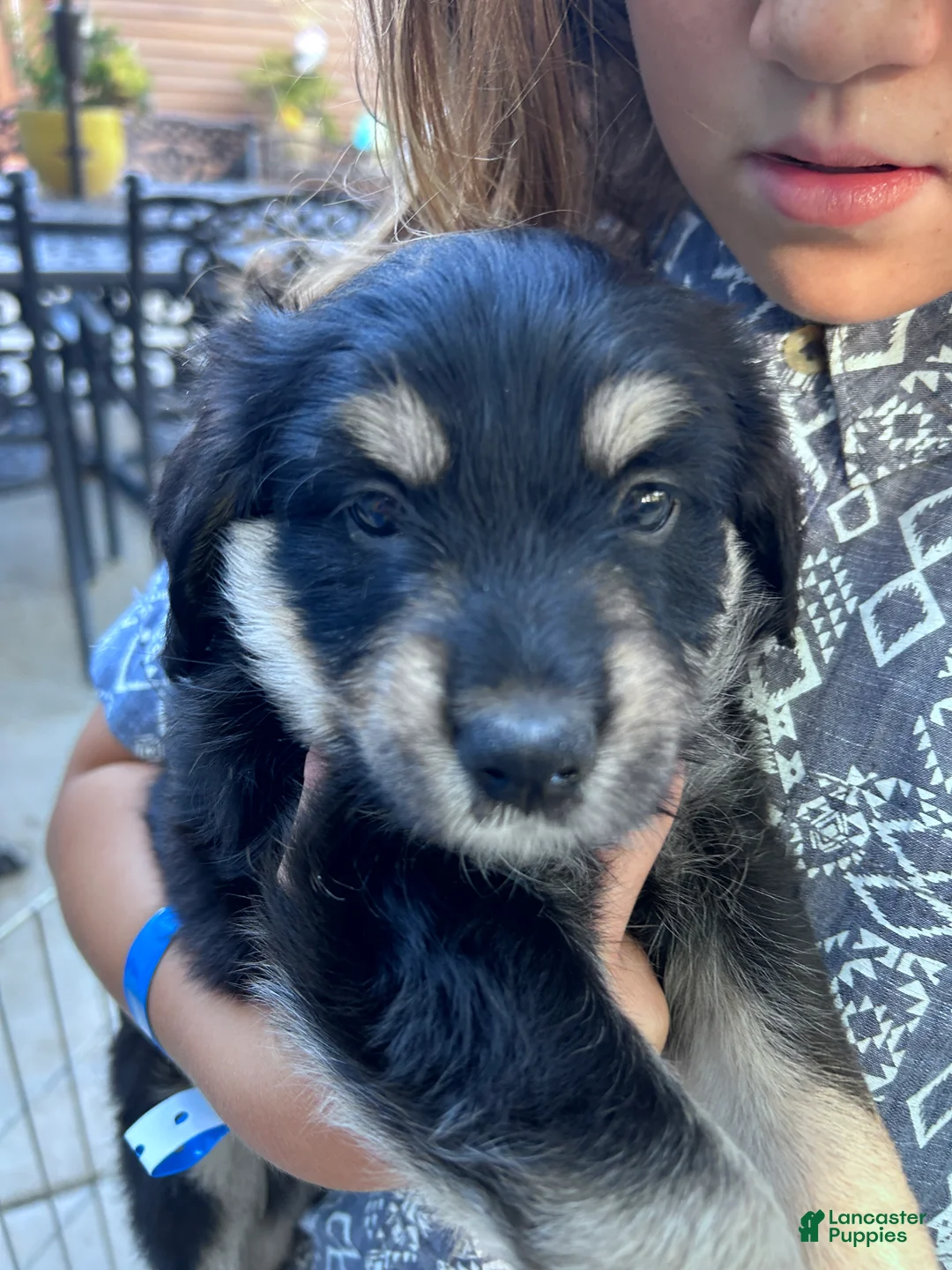 Mixed Breed dogs for sale: Pelusa - Ad 2