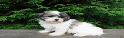 Teddy Bear dogs for sale: Jeffy - Ad 5