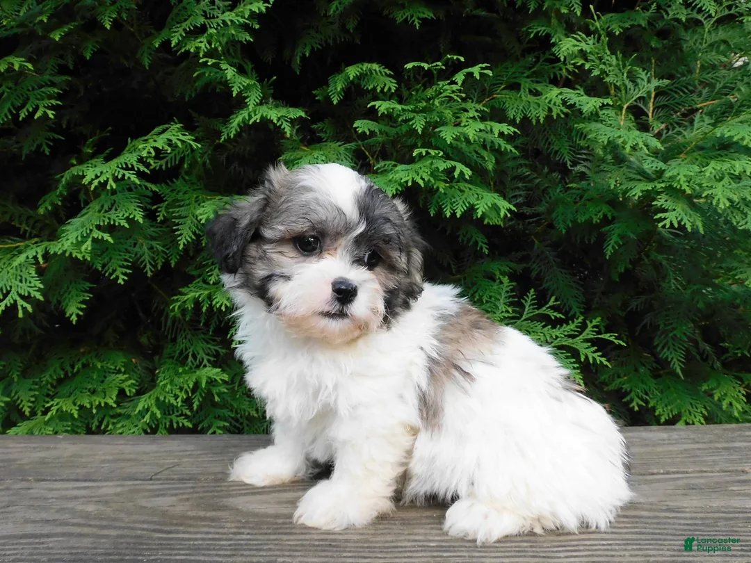 Teddy Bear dogs for sale: Jeffy - Ad 5
