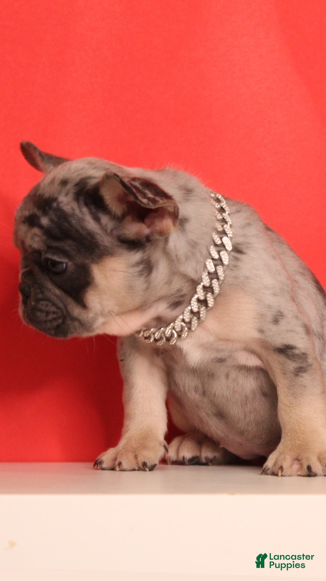 French Bulldog dogs for sale: Wiggles  - Ad 6