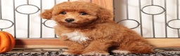 Cavapoo dogs for sale: Lulu Female F1B Cavapoo Puppy - Ad 3