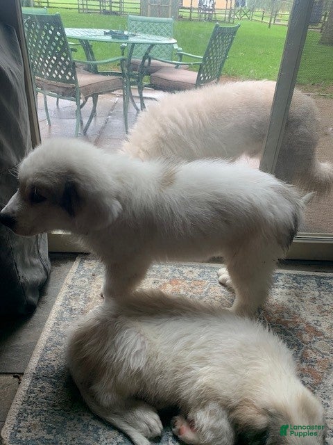 Great Pyrenees dogs Great Pyrenees 6 - Ad 2
