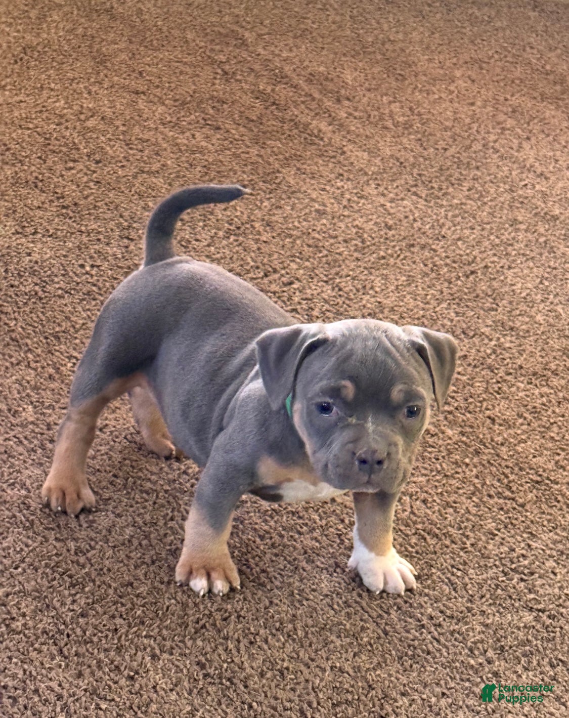 American Bully dogs Blade - Ad 1
