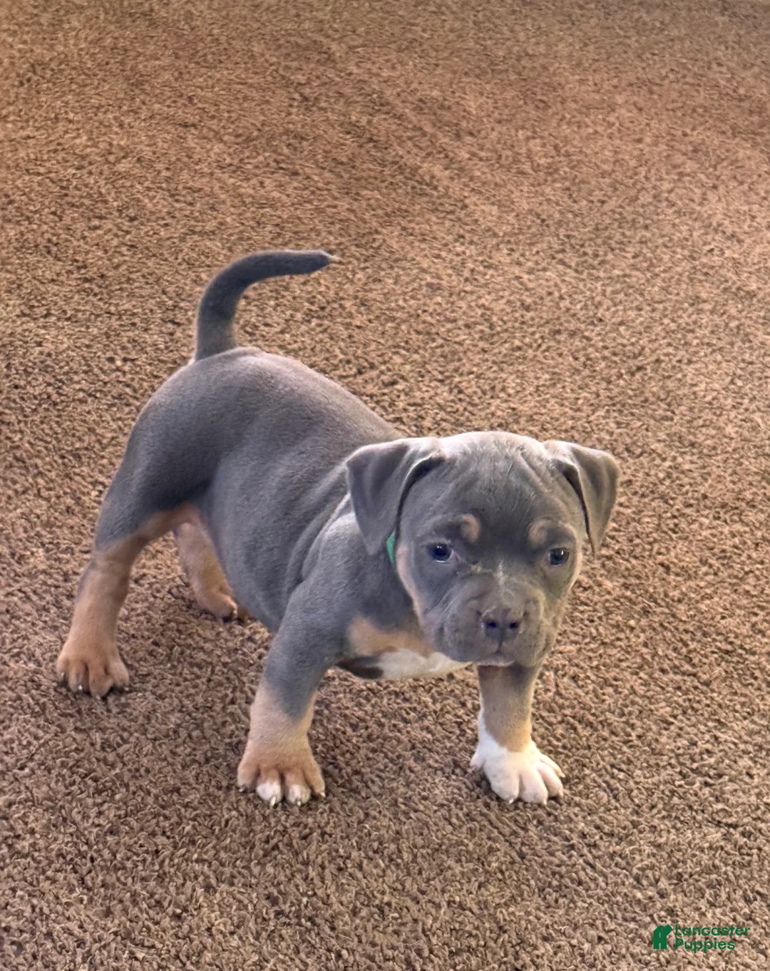 American Bully dogs for sale: Blade - Ad 1