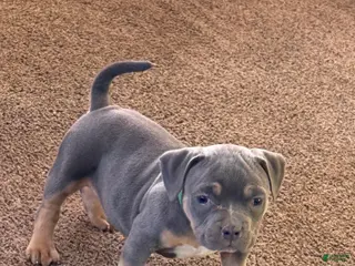 American Bully dogs for sale: Blade - Ad 4
