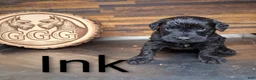 Giant Schnauzer dogs for sale: Ink - Ad 1