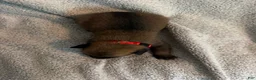 Belgian Malinois dogs for sale: Belgian Malinois 7 - Ad 4